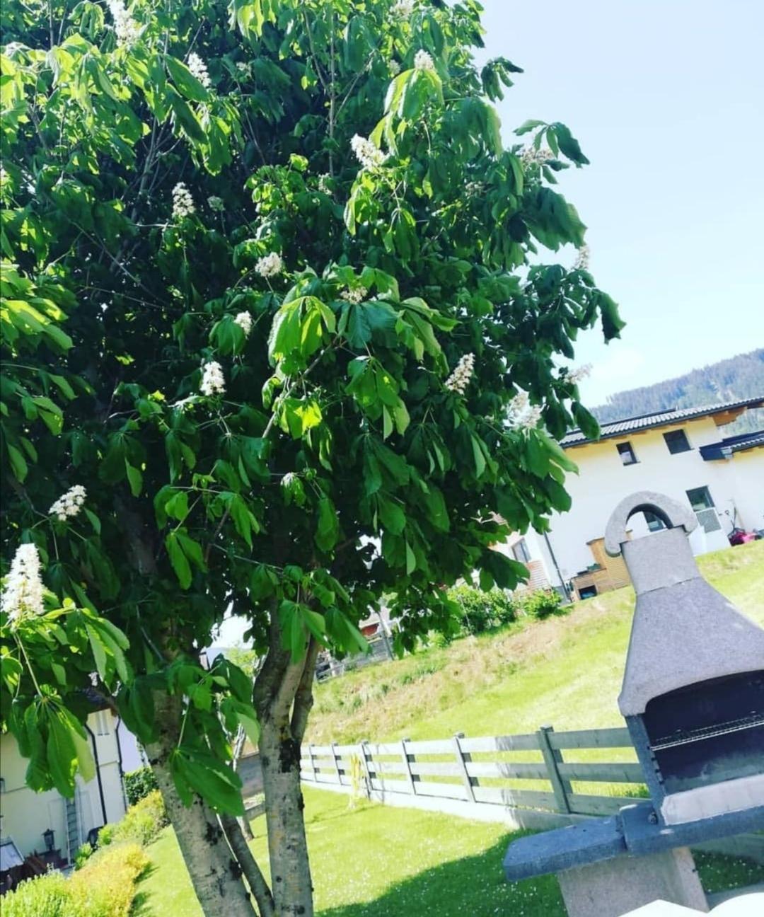 Haus-pongau
